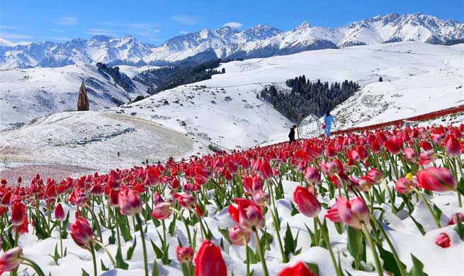 Tulips blooming in snow at Jiangbulake scenery spot in NW China's Xinjiang