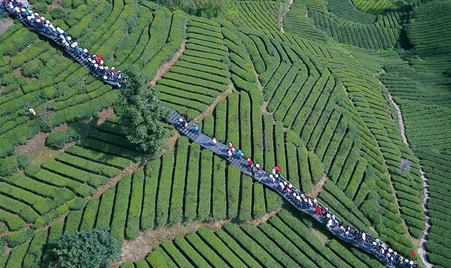 Spring tea enters harvest season in central China's Hubei