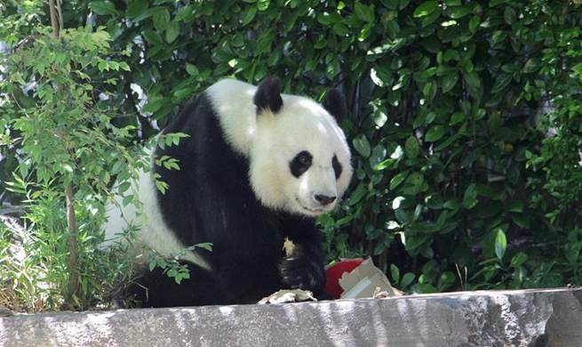 Giant pandas to stay in South Australia for 5 more years