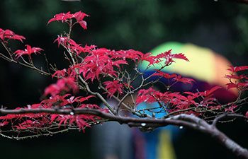 Tourists view maple leaves in Yangzhou, China's Jiangsu