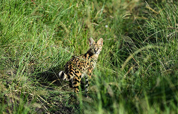 In pics: Maasai Mara National Reserve in Kenya