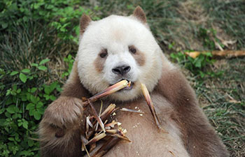 World's only captive brown giant panda adopted