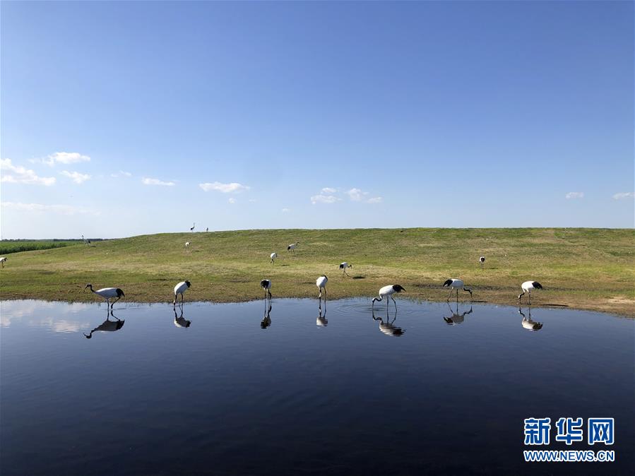 （在习近平新时代中国特色社会主义思想指引下——新时代新作为新篇章·图文互动）（1）从“人鸟争食” 到“人鹤和谐”——湿地生态?；さ?ldquo;扎龙探索”