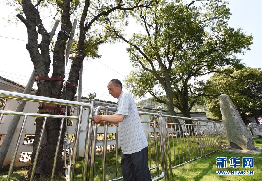 （壮丽70年·奋斗新时代——记者再走长征路·图文互动）（5）“红军树”下忆初心、守初心