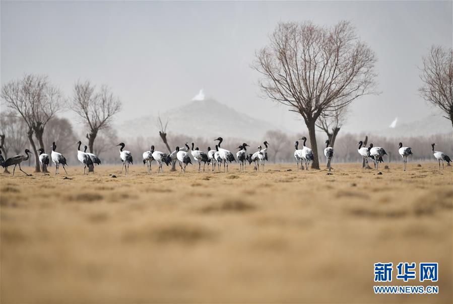 （图文互动）（4）“最美第三极”：筑起生态文明高地