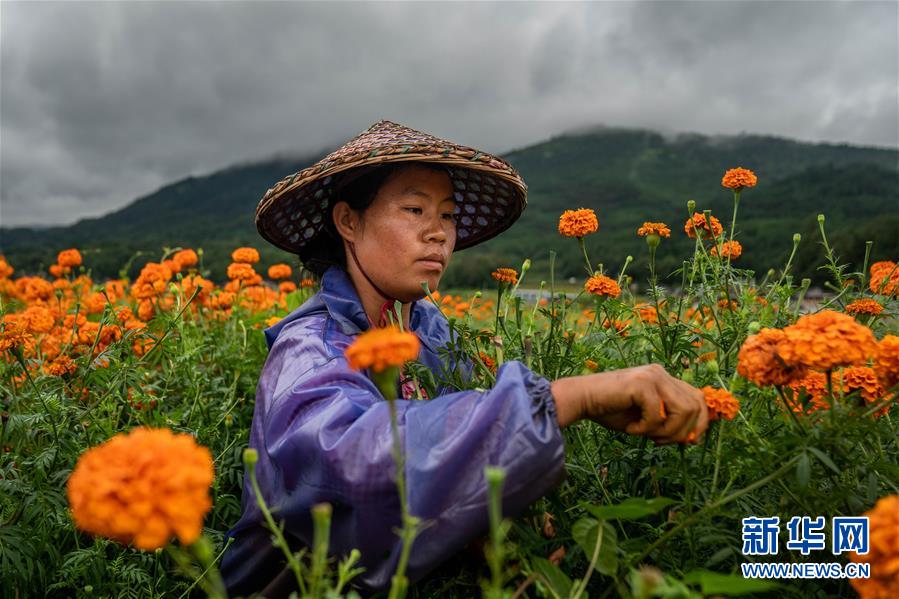 （图文互动）（3）幸?；?mdash;—高黎贡山下“万亩花海”带富美丽乡村