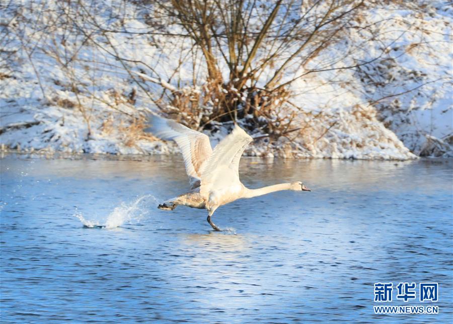 （XHDW）（5）白俄罗斯春雪